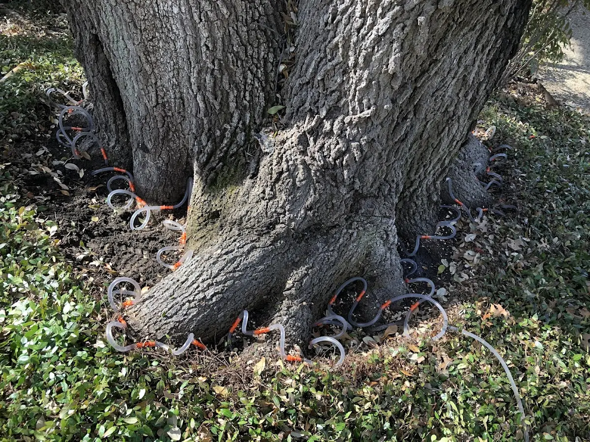 Detailed Tree Cabling and Bracing job site in Enon