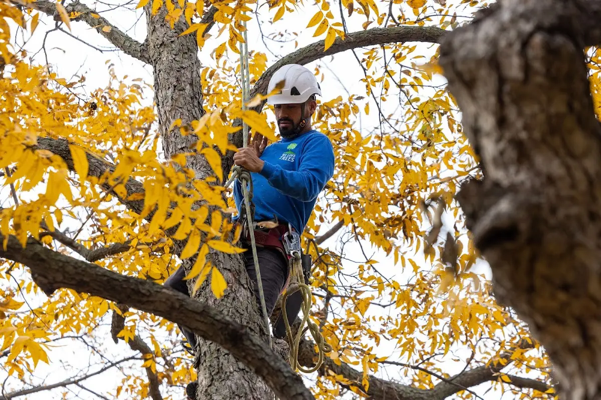 Skilled Tree Transplanting crew working in Enon